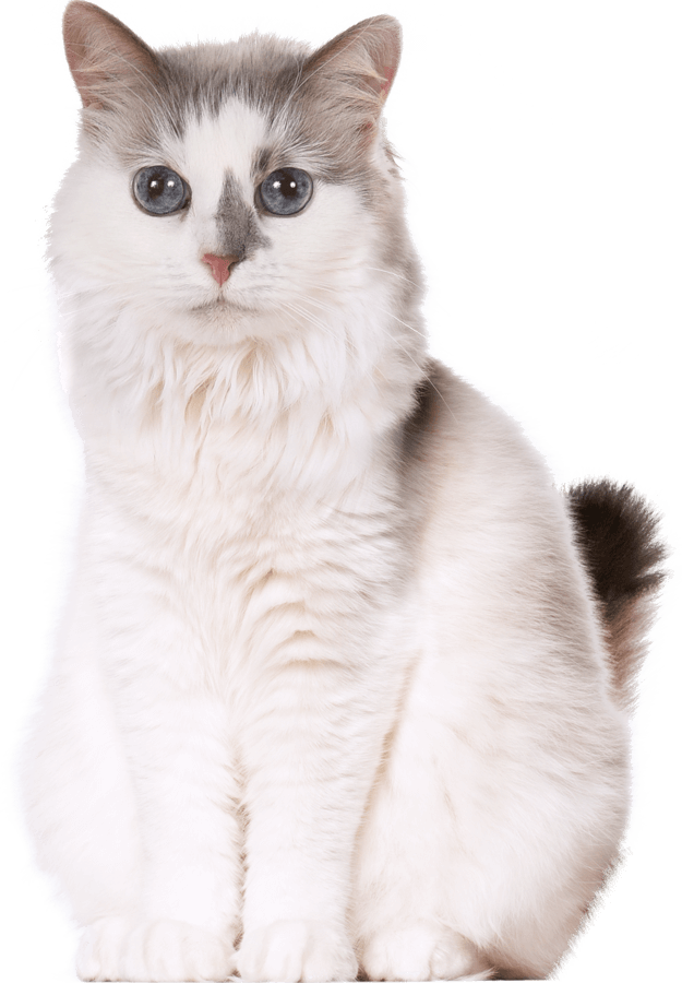 Kitties - Meow